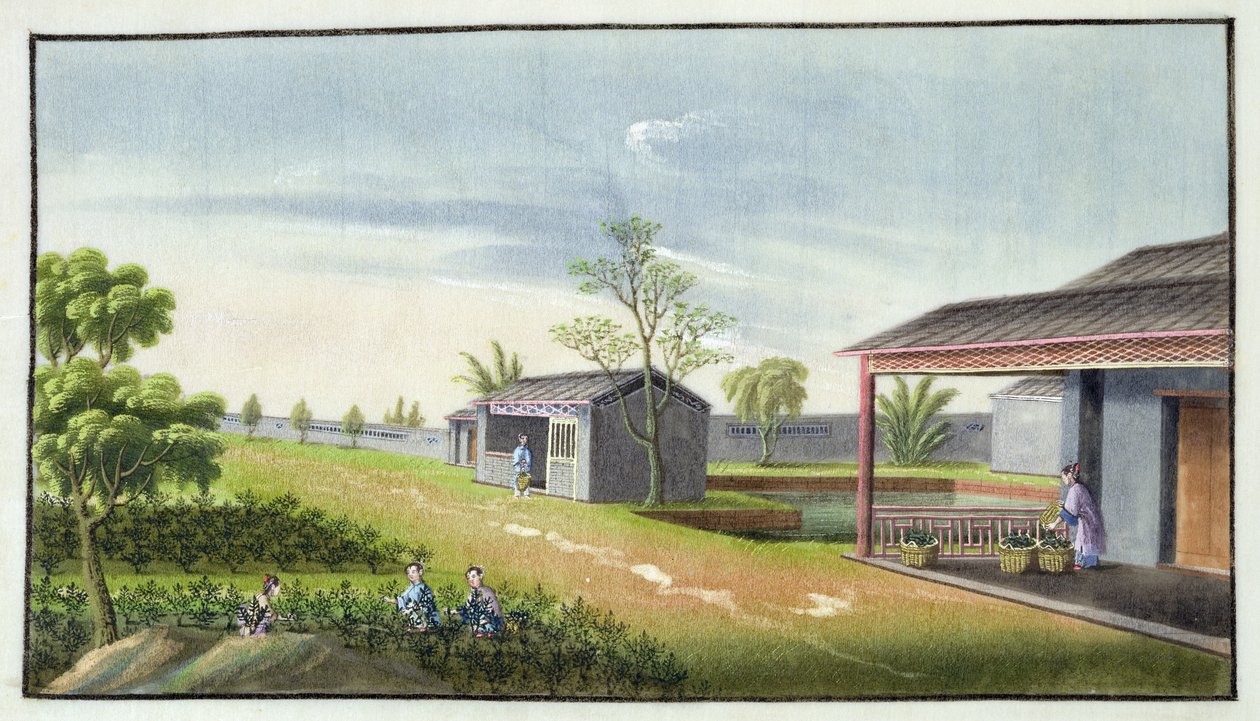 Entretien des plants de thé - Chinese School