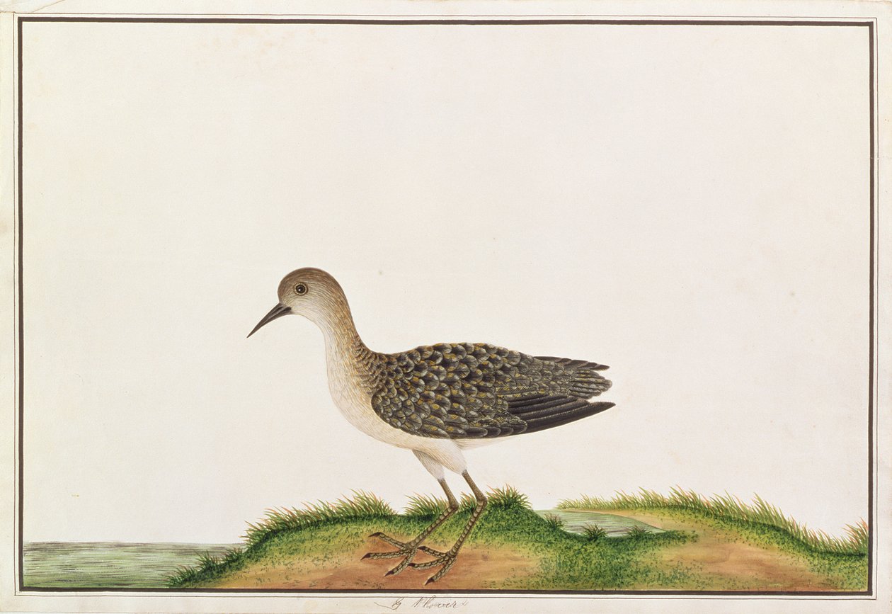 Chevalier sylvain, des dessins d