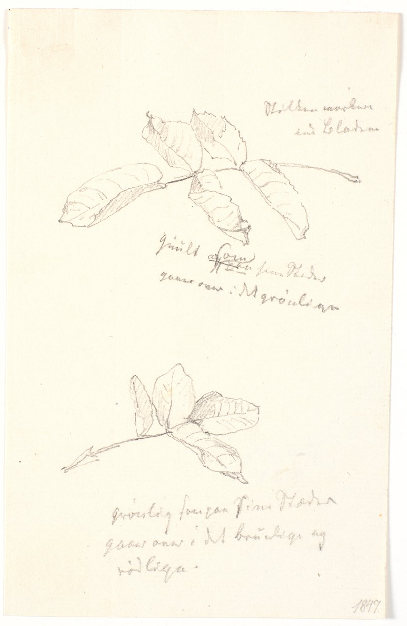 Études de feuilles avec indications de couleur au crayon - Christen Købke