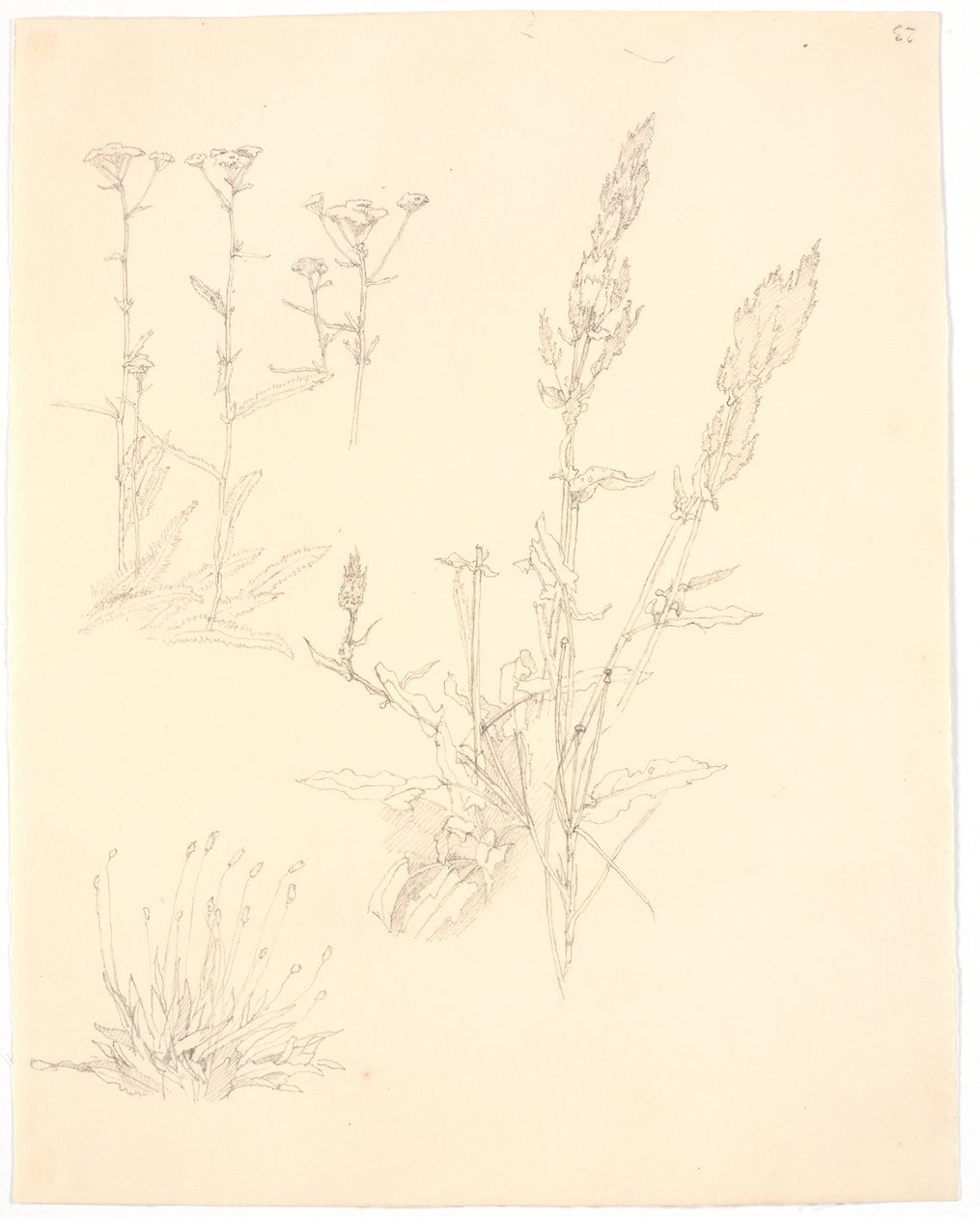 Études de plantes - Christen Købke