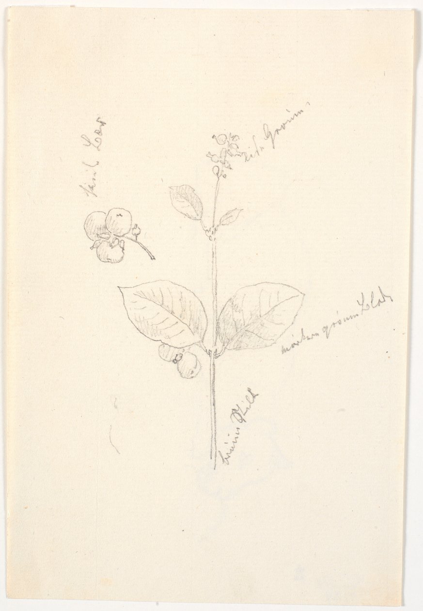 Études de plantes avec indications de couleur au crayon - Christen Købke
