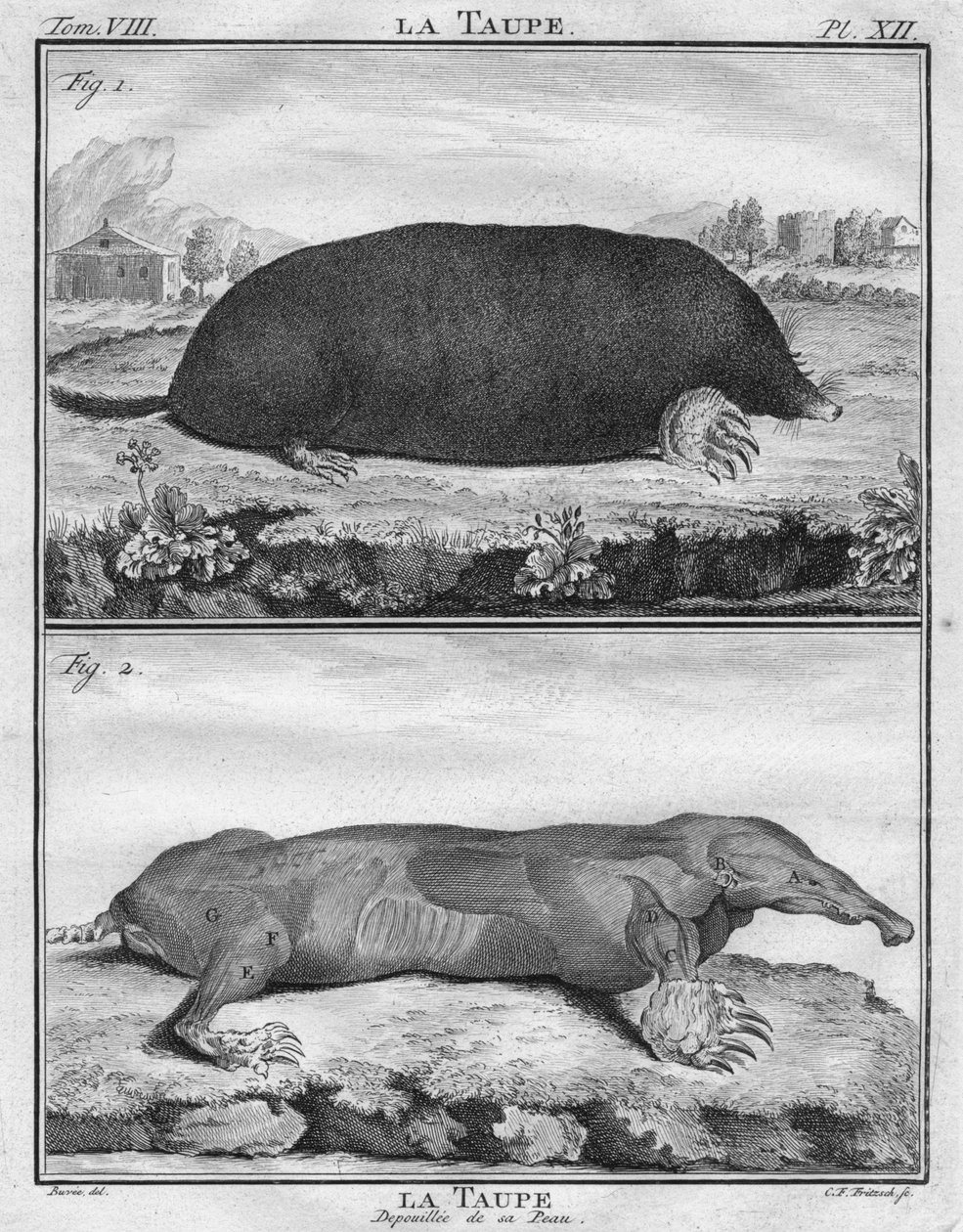 La Taupe & La Taupe Dépouillée de sa Peau, vers 1763 - Christian Friedrich Fritzsch