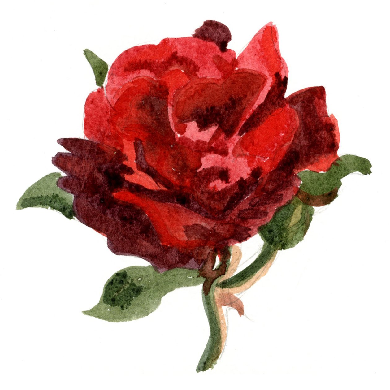 Rose rouge, 2011 (aquarelle sur papier) - Christian Furr