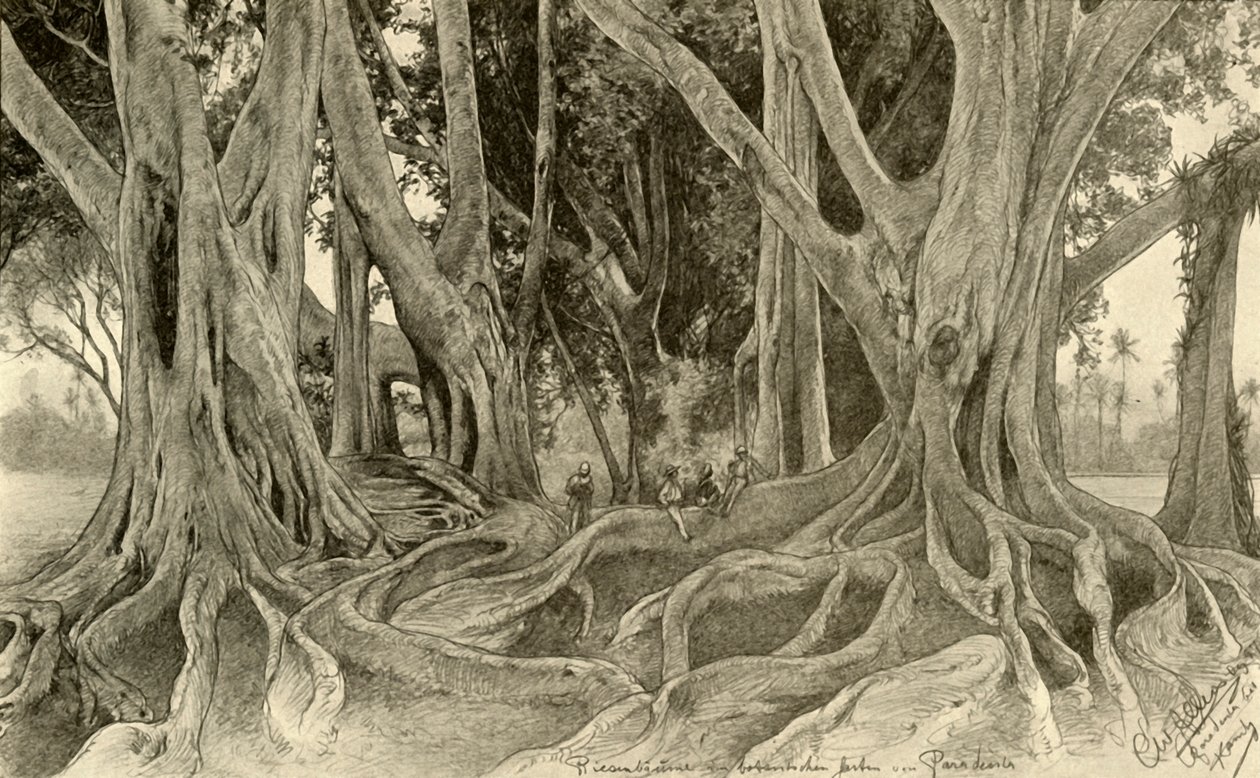 Arbres géants dans les jardins botaniques, Peradeniya, Kandy, Ceylan, 1898 - Christian Wilhelm Allers