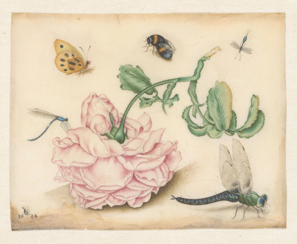 Une rose et cinq insectes - Christoffel van den Berghe