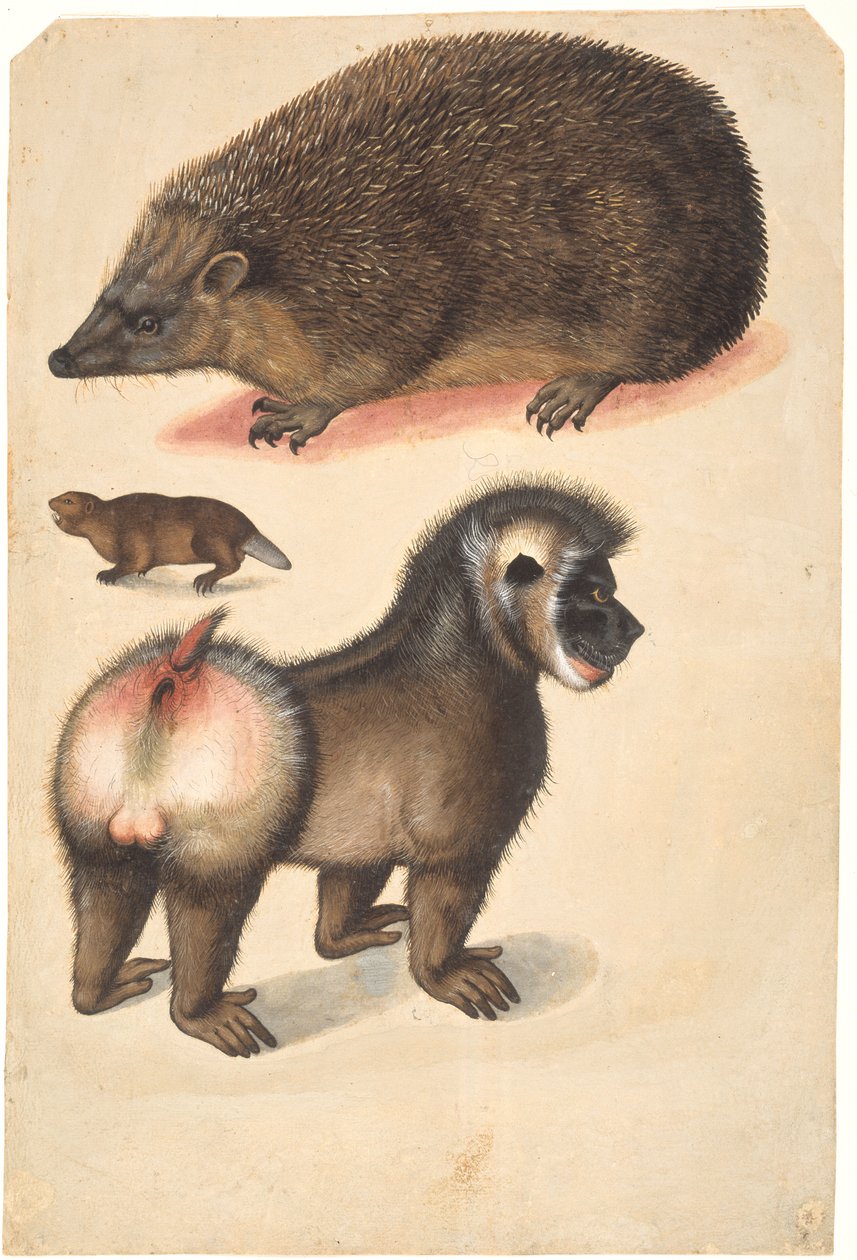 Un hérisson, un castor et un babouin mâle - Christoph Amberger