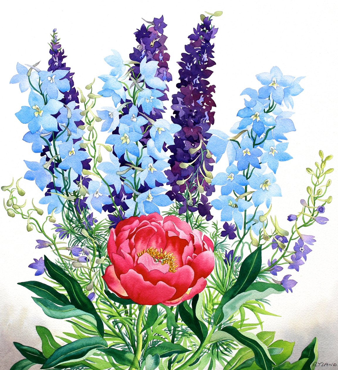 Delphiniums Bleus - Christopher Ryland