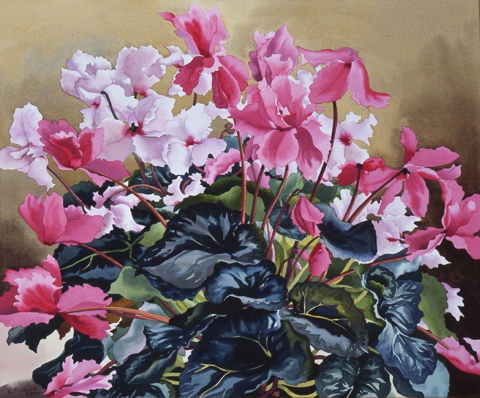 Cyclamen, 2004 - Christopher Ryland