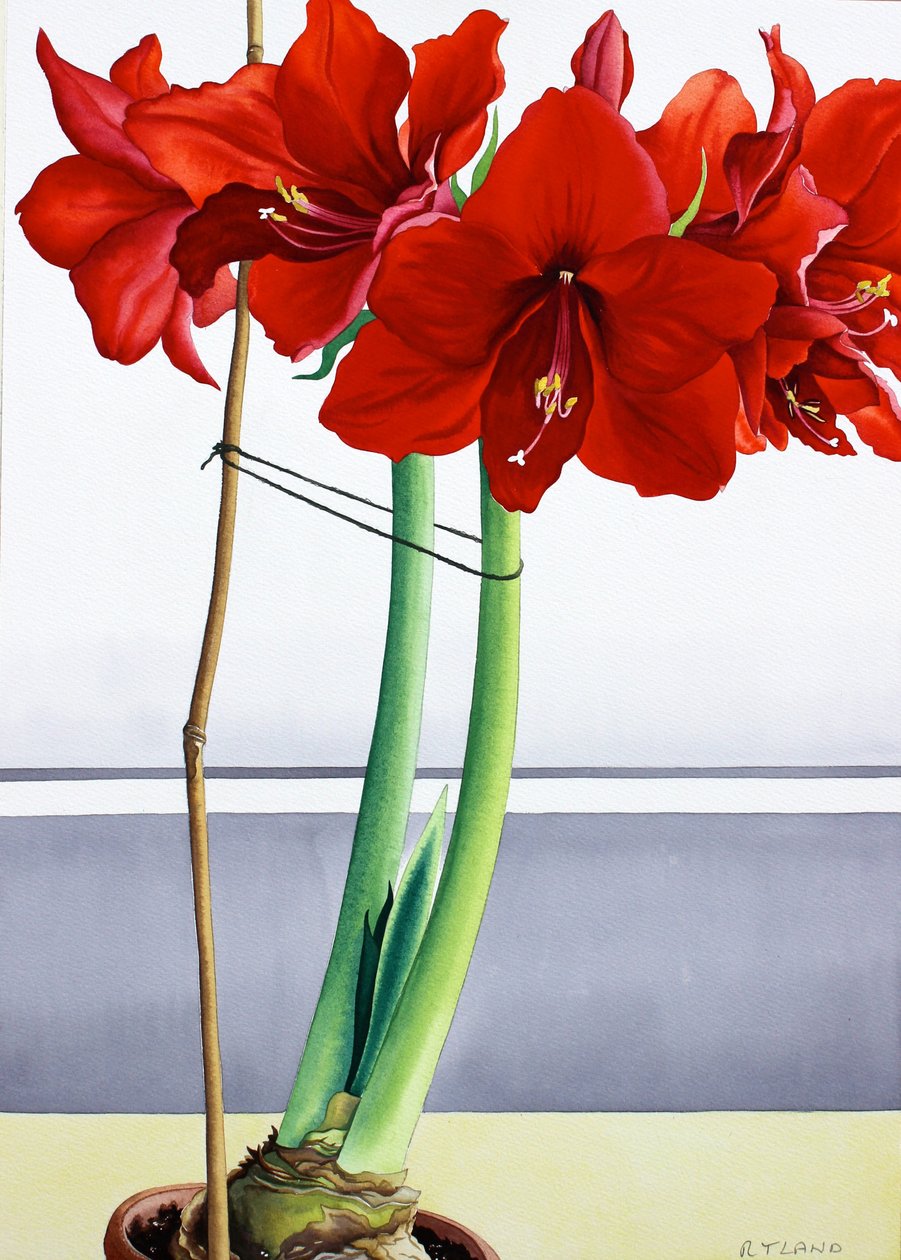 Amaryllis Rouge 2 - Christopher Ryland