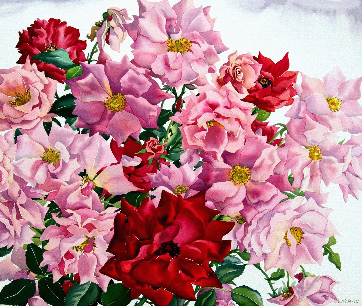 Roses rouges et roses, 2008 - Christopher Ryland