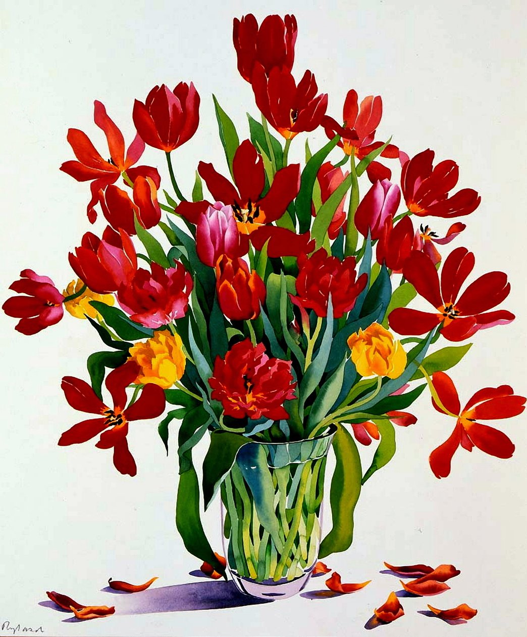 Tulipes - Christopher Ryland