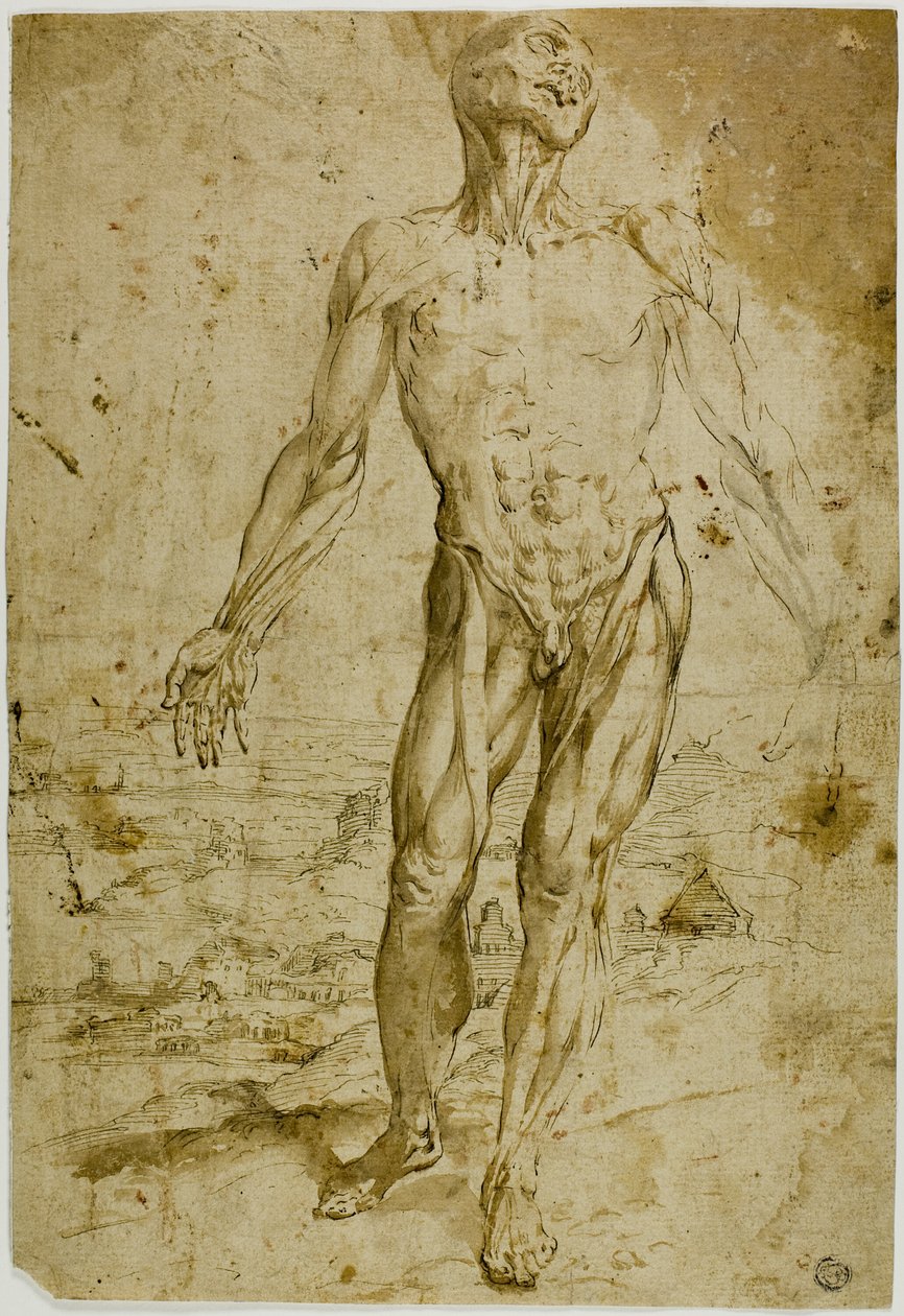 Écorché avant paysage (recto) ; Esquisses d