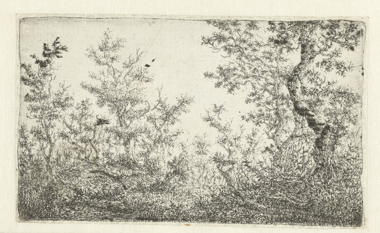 Clairière dans la forêt - Claes van Beresteyn