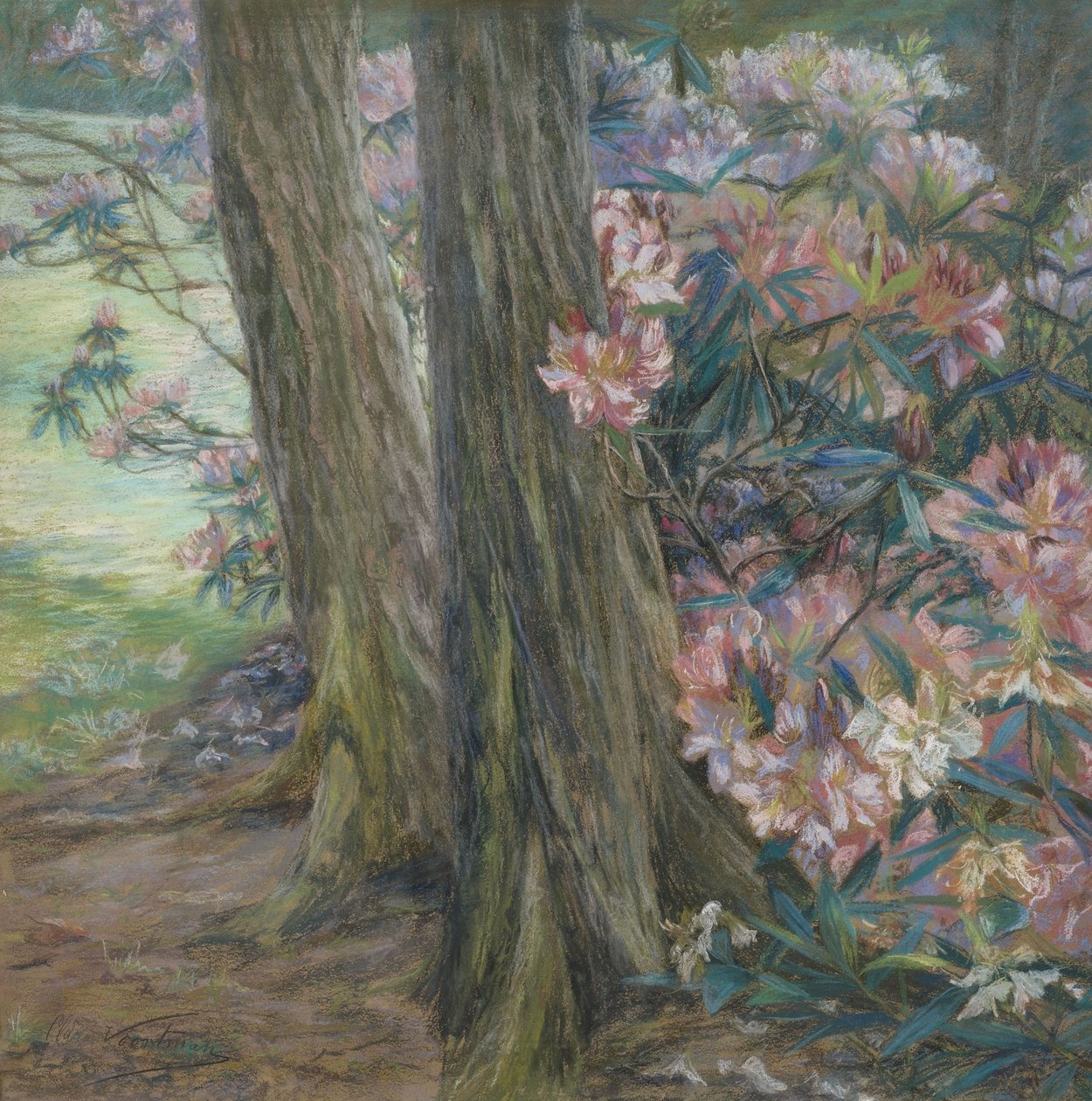Clara Voortman Rhododendronbusch - Clara Voortman
