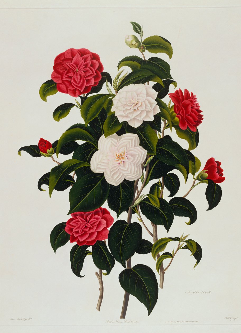 Camélia blush de Buff ou Hume : Camélia à feuilles de myrte, gravé par Weddell, 1819 - Clara Maria Pope