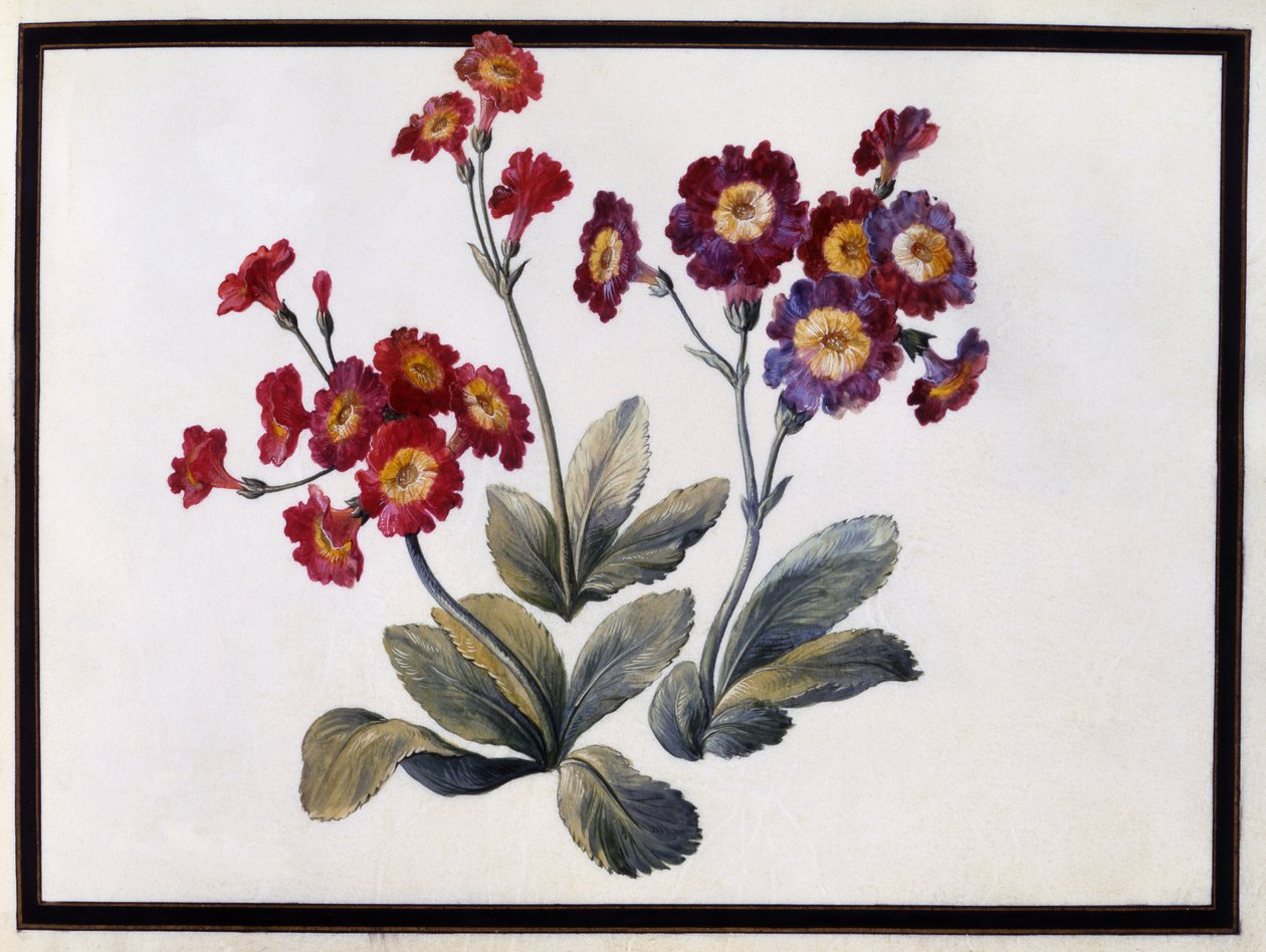 Auricula, vers 1690 - Claude Aubriet