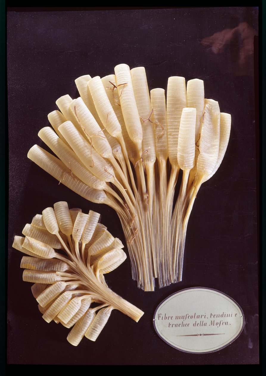 Modèle des fibres musculaires, tendons et trachée d