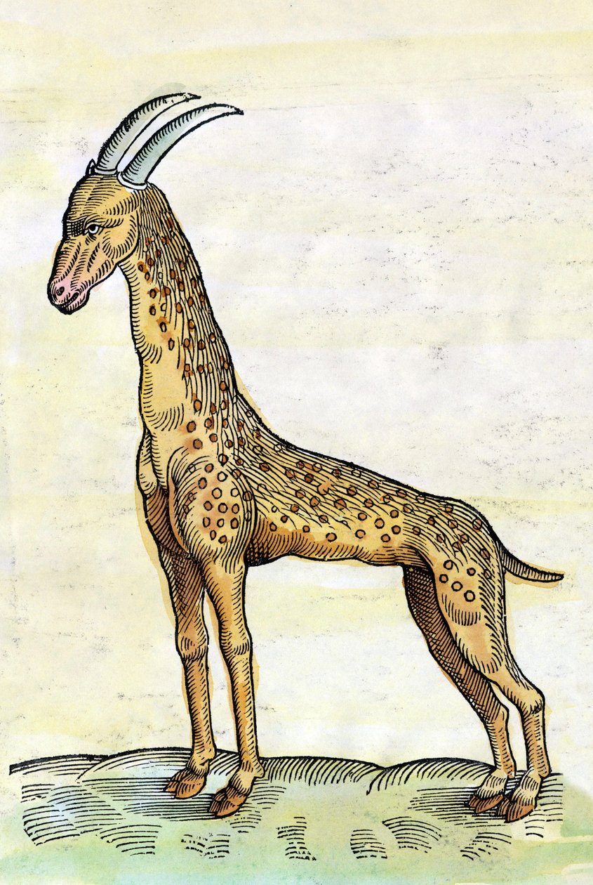 La girafe dans Historia Animalium de Conrad Gesner (1516 - 1565) - Conrad Gessner
