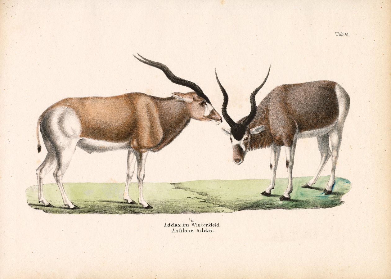 Antilope Addax en manteau d