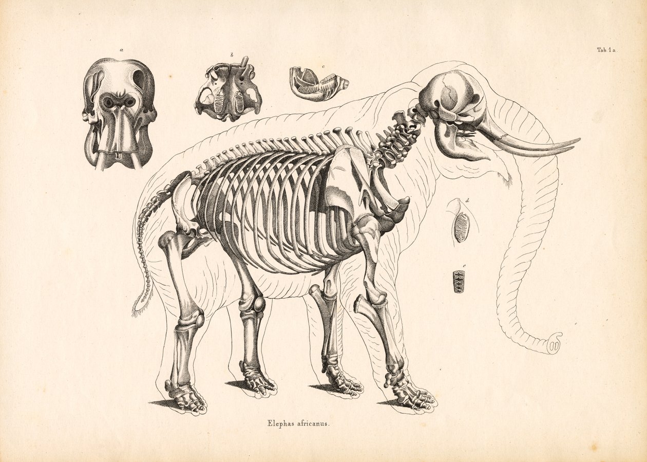 Anatomie du squelette de l