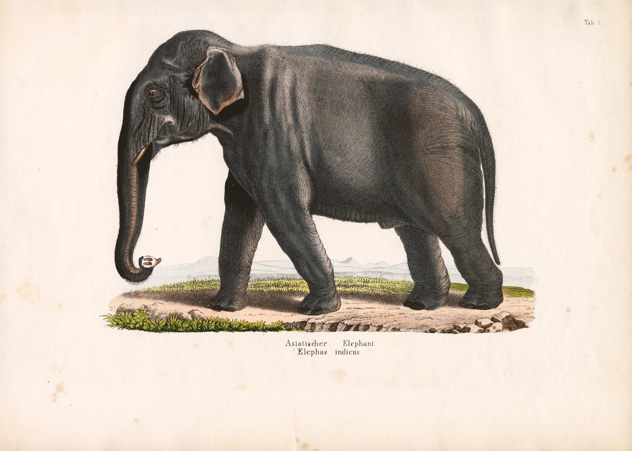 Éléphant d
