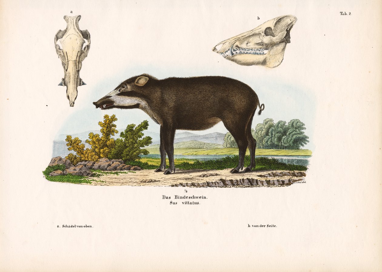 Cochon à bandes avec détails anatomiques - Conrad Kull