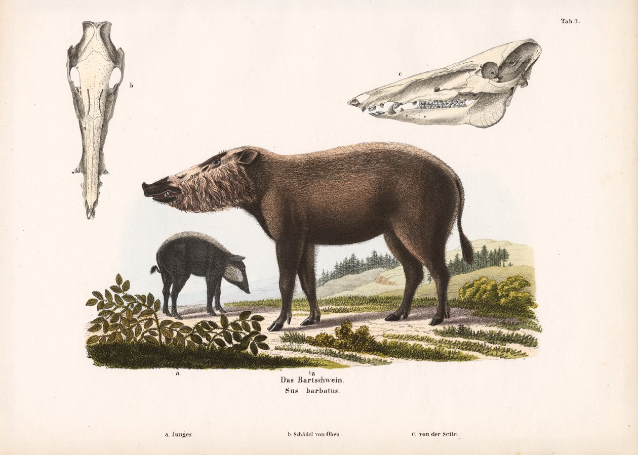 Porc barbu avec jeunes et vues du crâne - Conrad Kull