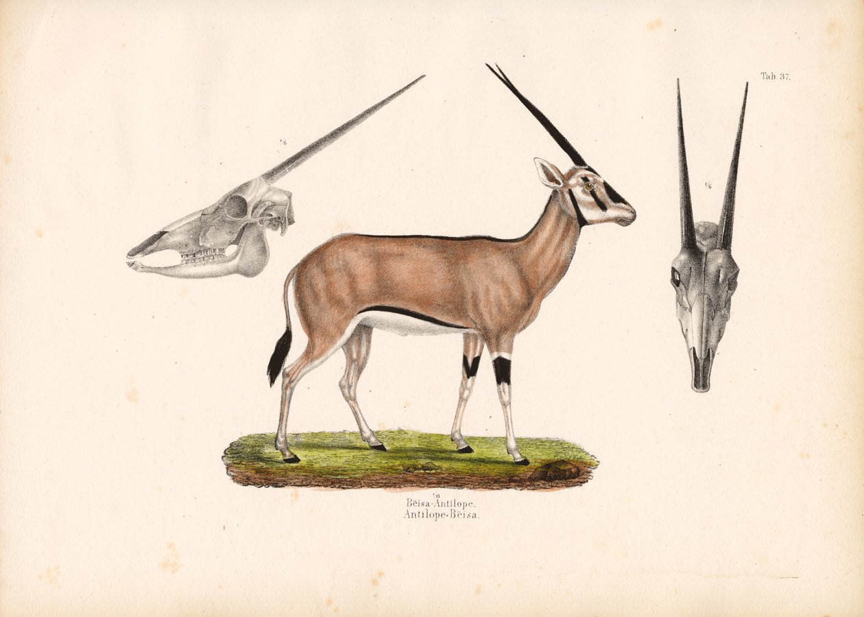Oryx Beisa avec vue sur le crâne - Conrad Kull