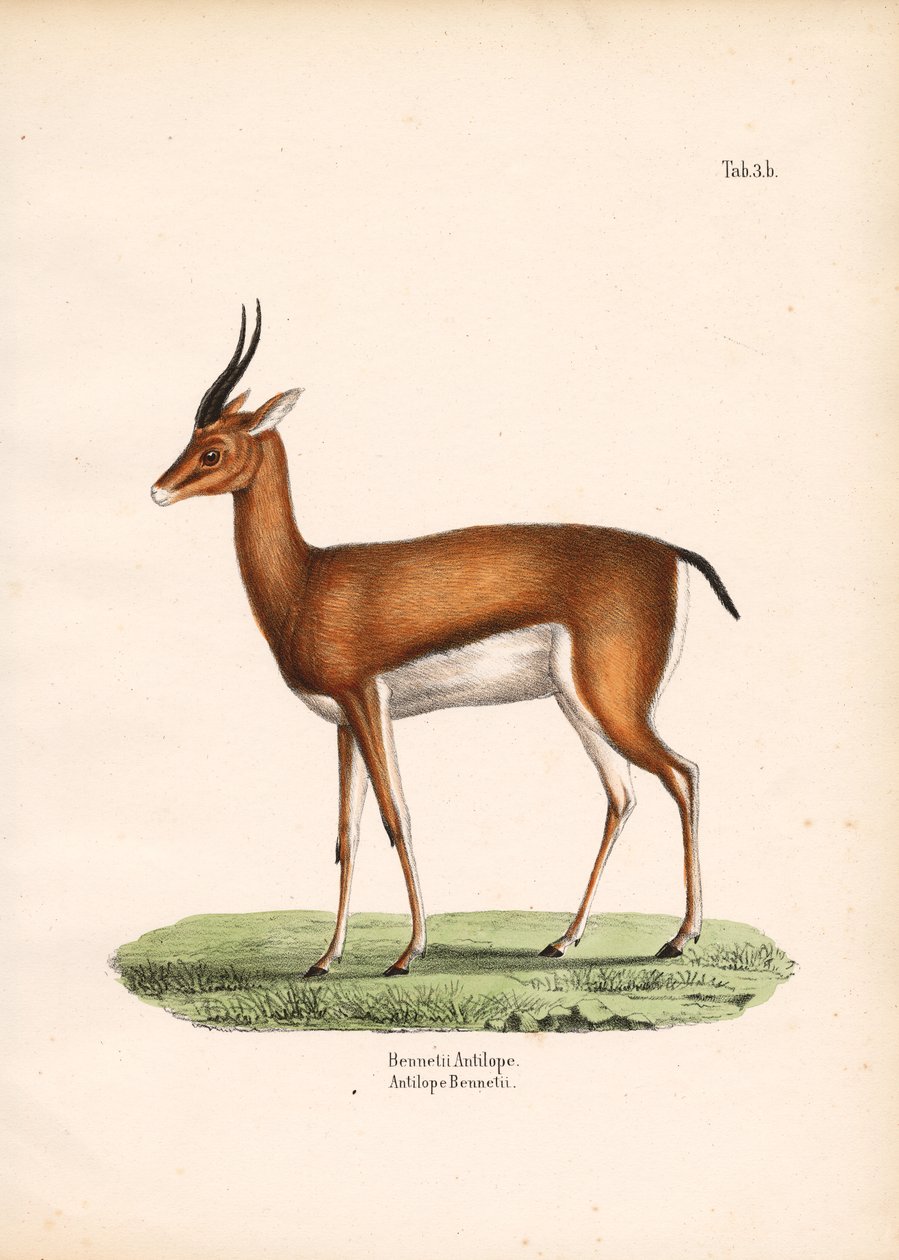 Gazelle de Bennett vue de profil - Conrad Kull