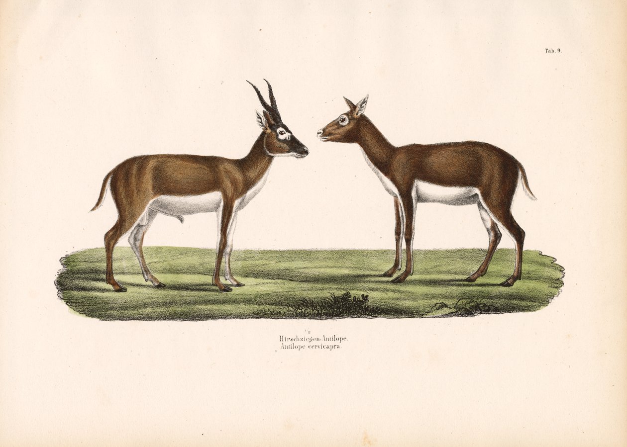 Antilopes Blackbuck - Conrad Kull