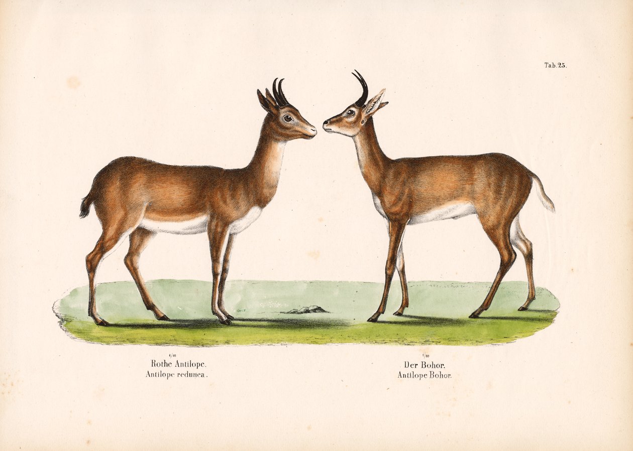 Fuligule de Bohor et fuligule milouinan - Conrad Kull