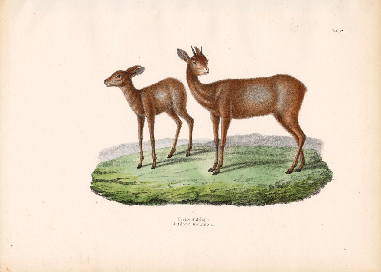 Grysbok du Cap - Conrad Kull