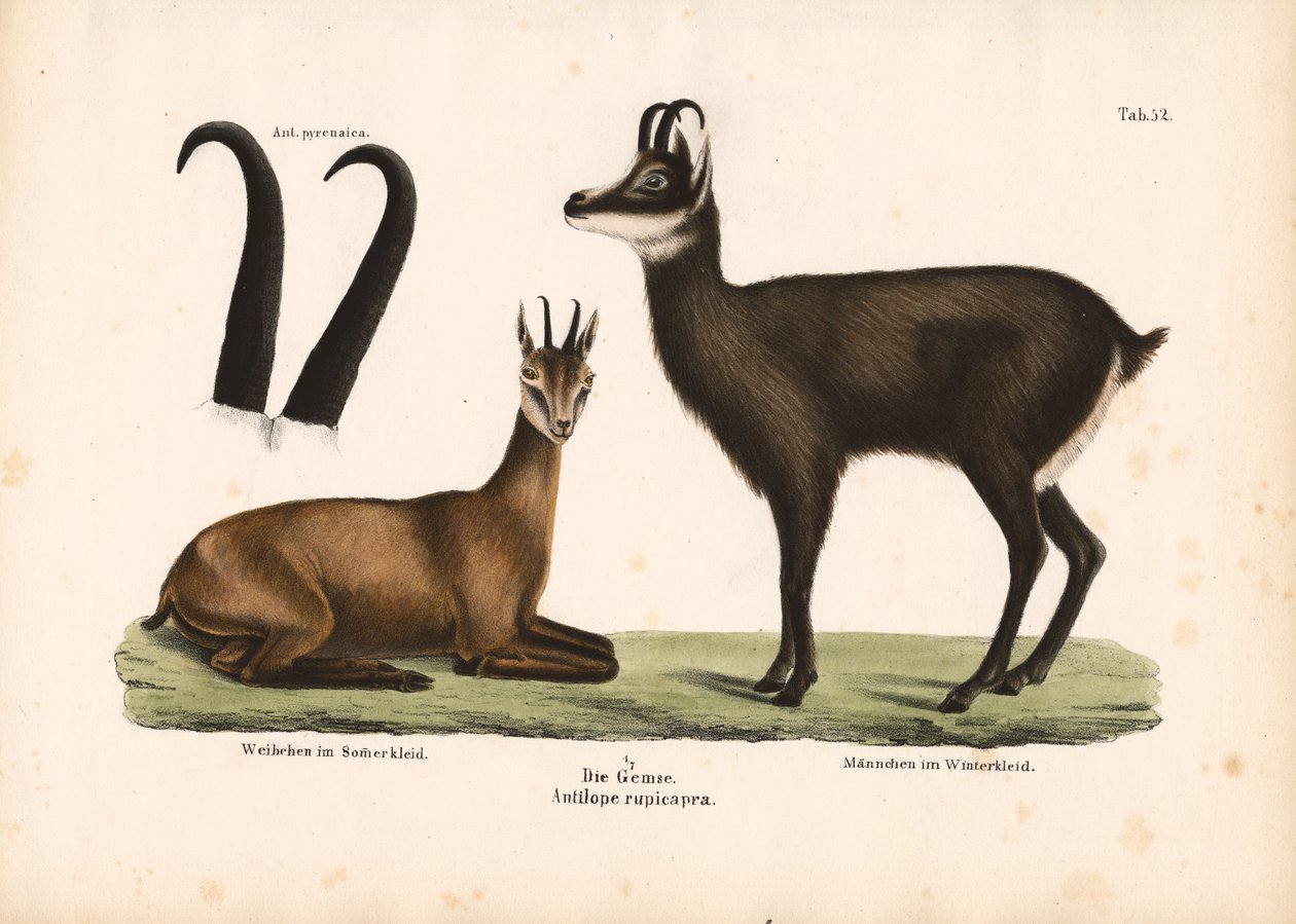 Chamois en été et manteau d