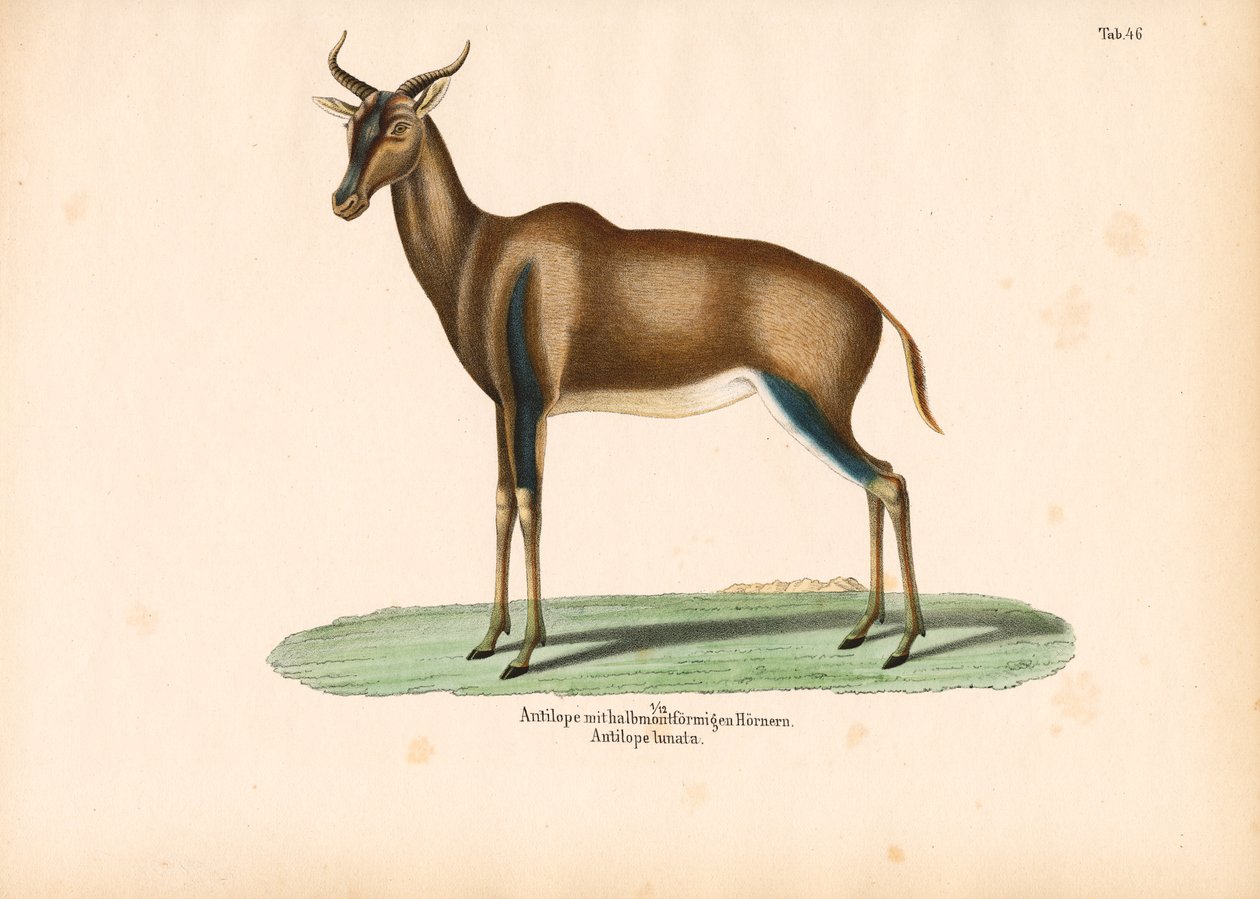 Antilope à cornes croissantes ou Topi - Conrad Kull