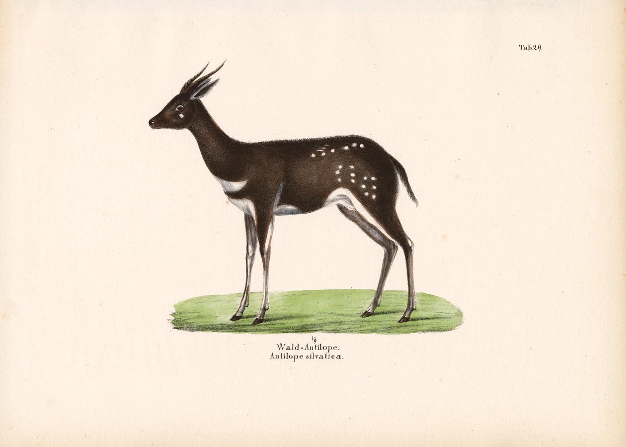 Antilope de forêt - Conrad Kull