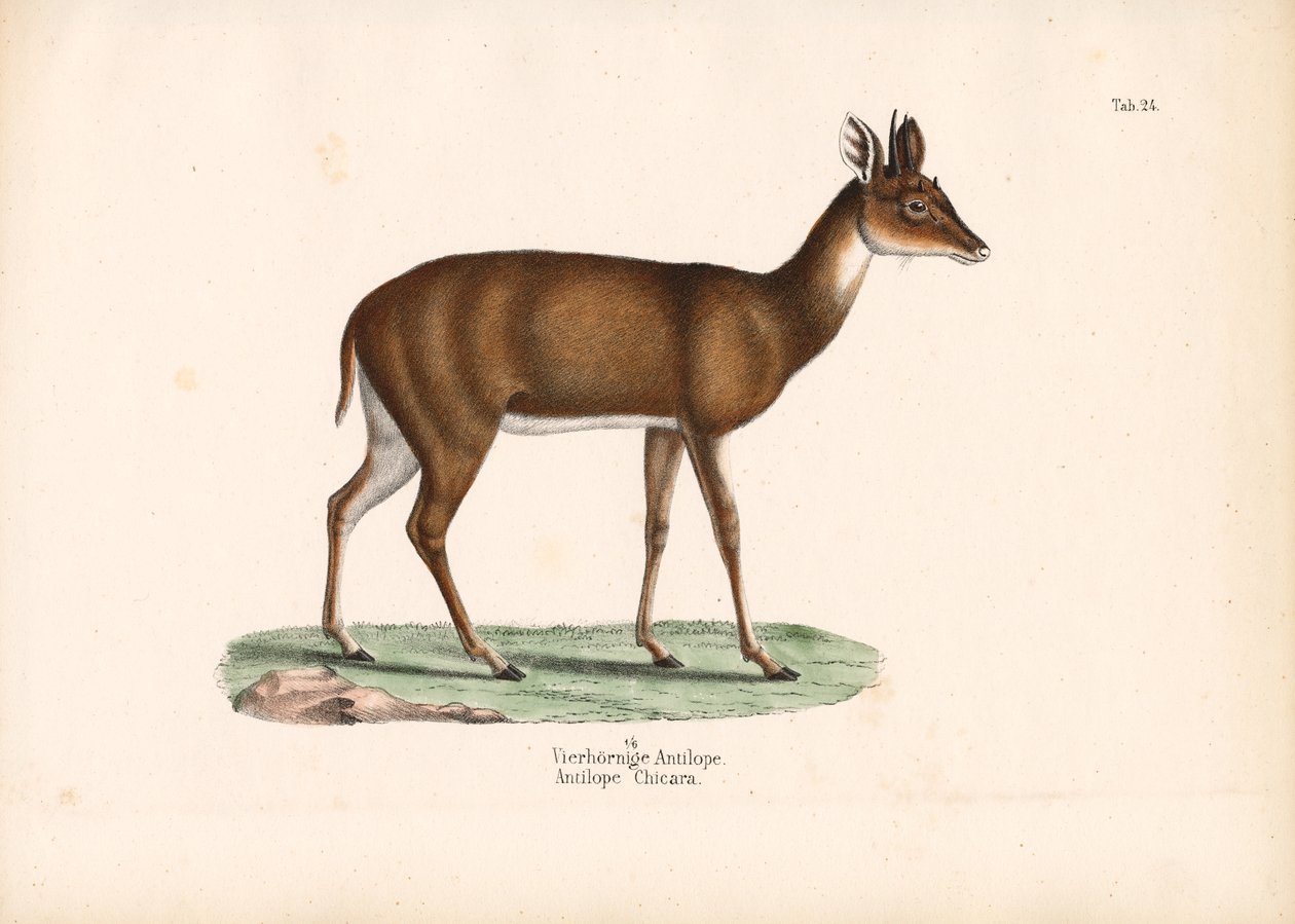 Antilope à quatre cornes - Conrad Kull