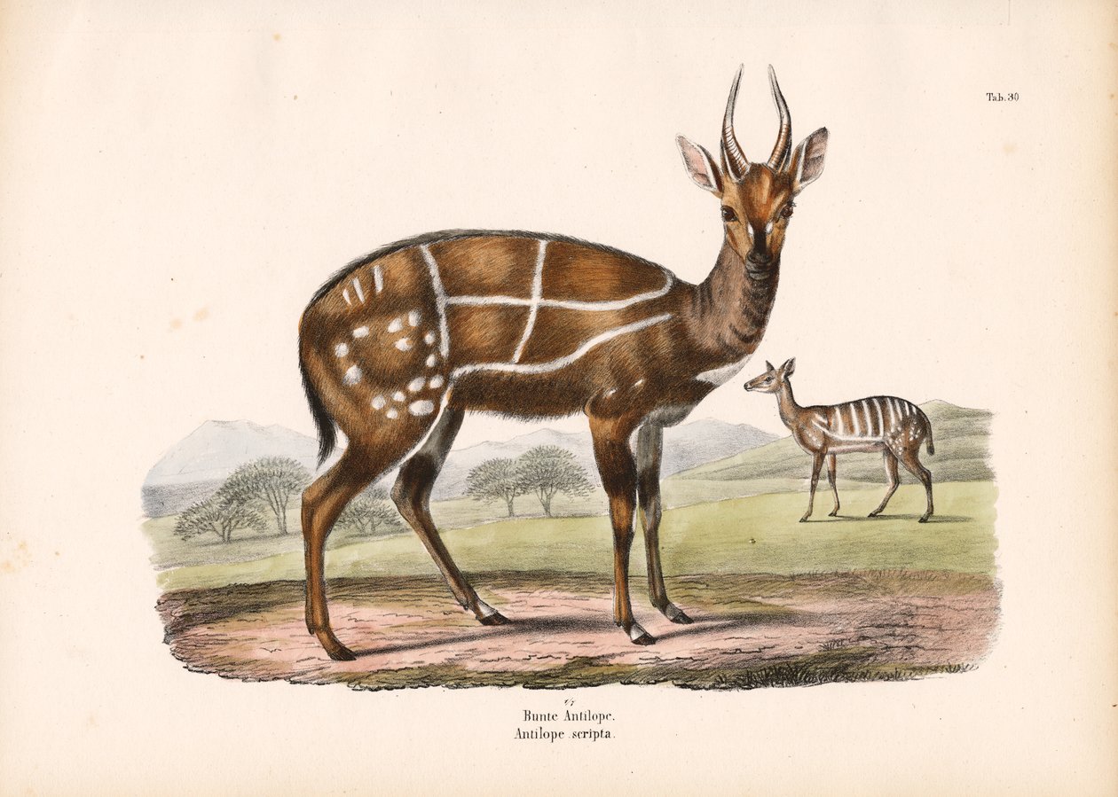 Antilope attelée avec jeune - Conrad Kull