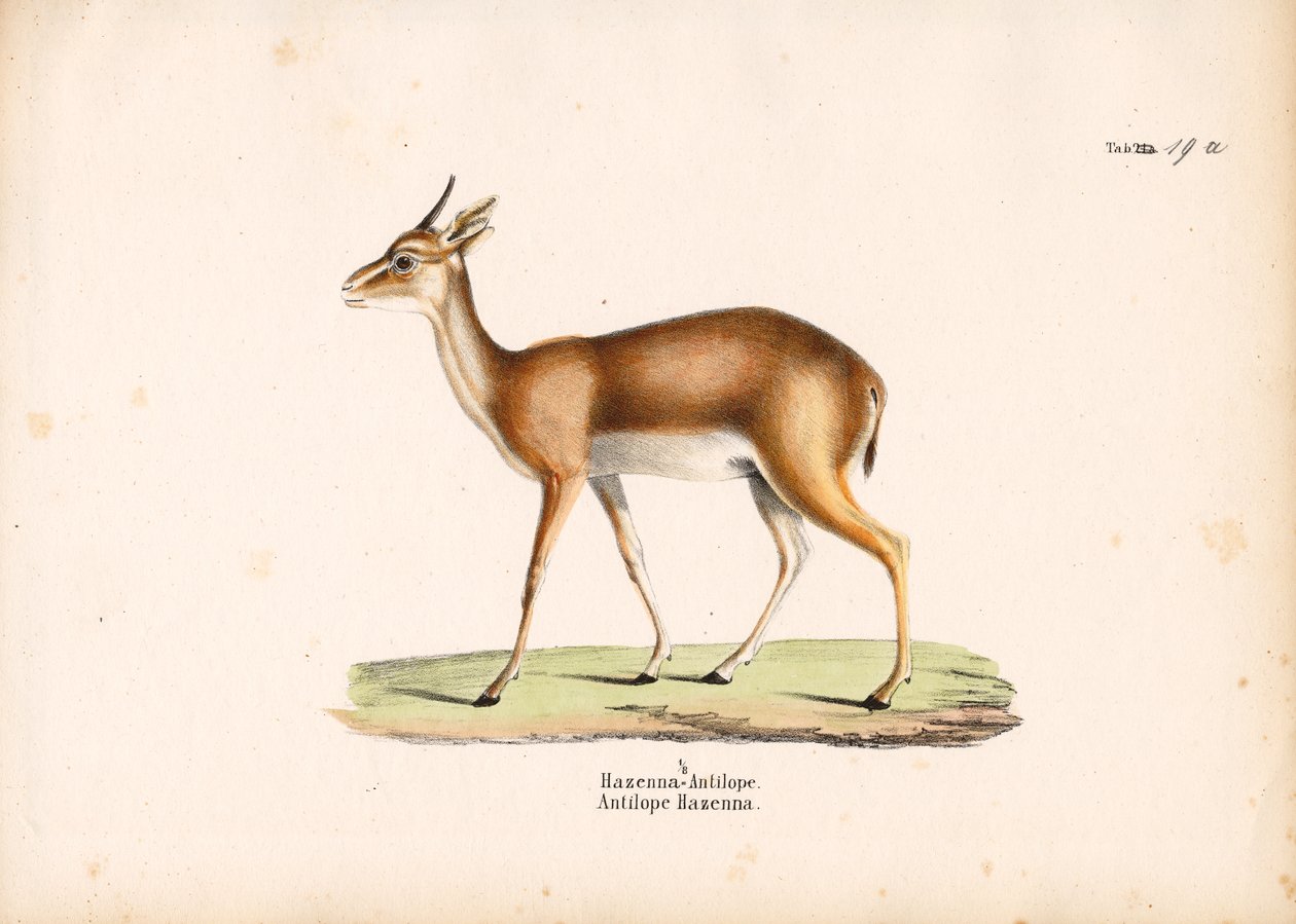 Profil de l