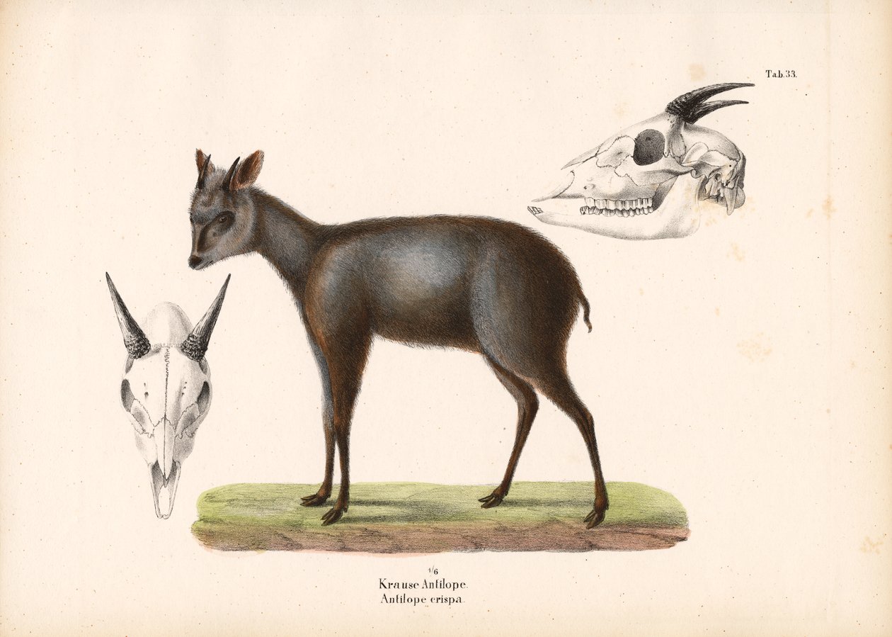 Impala avec représentations de crânes - Conrad Kull