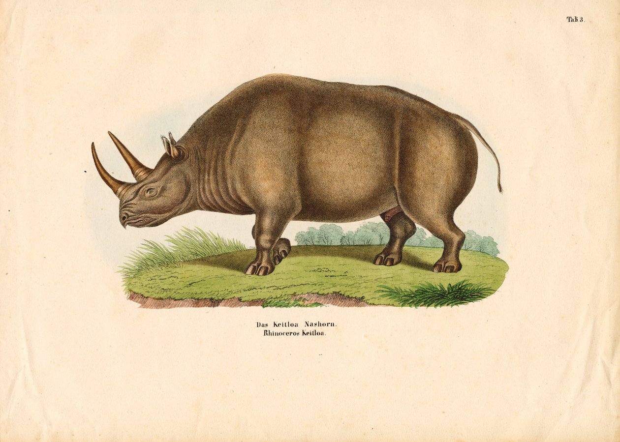 Rhinocéros indien - Conrad Kull