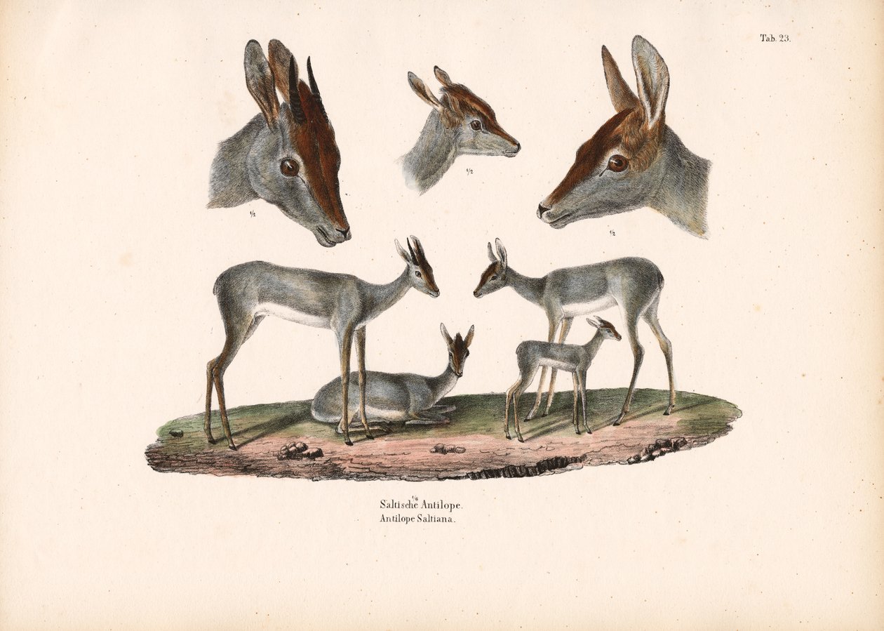 Klipspringer avec études de portraits - Conrad Kull