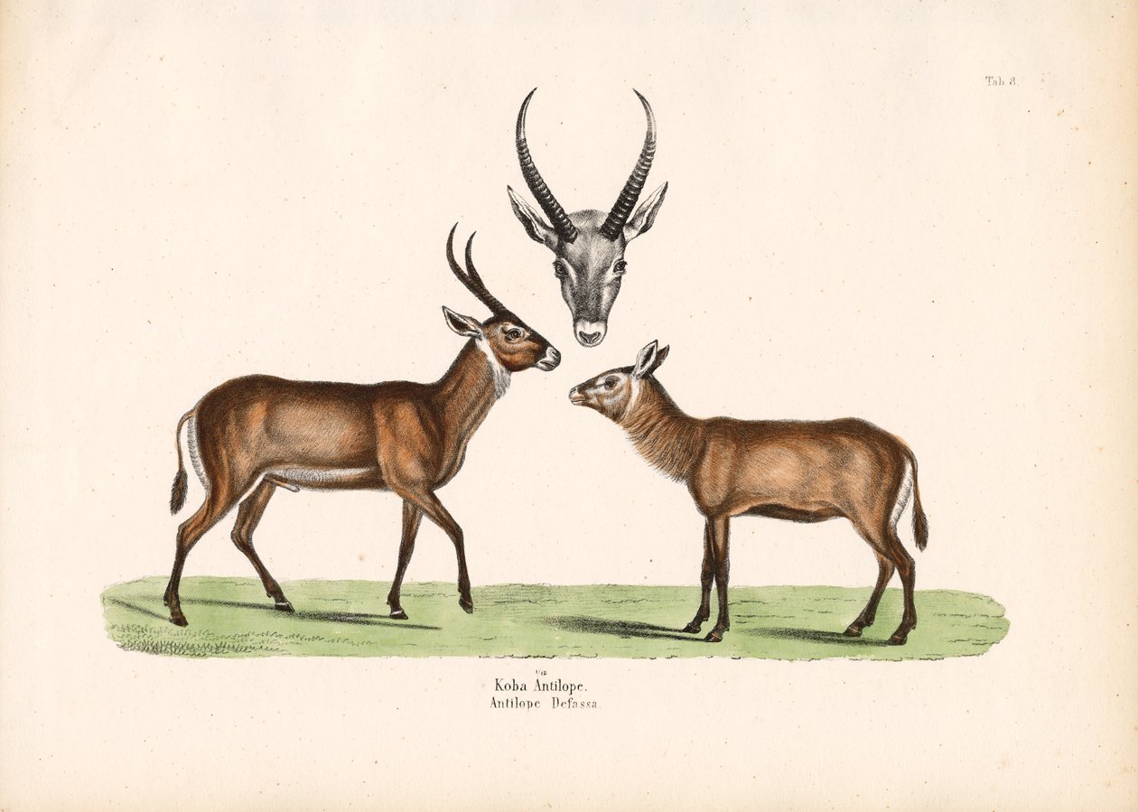 Antilope de Koba - Conrad Kull