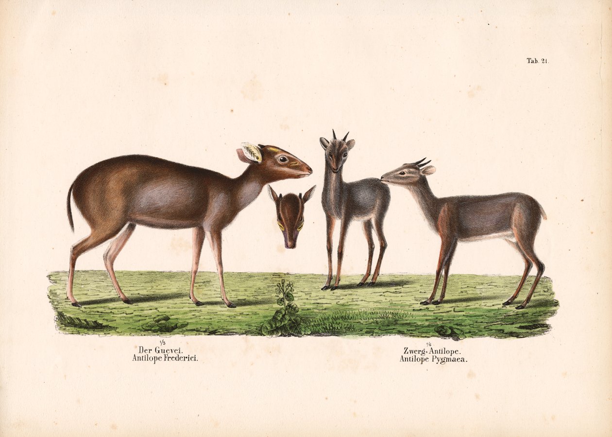 Céphalophe de Maxwell et antilope royale - Conrad Kull