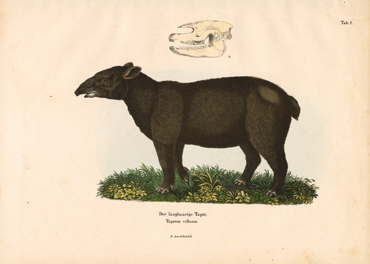 Tapir de montagne - Conrad Kull