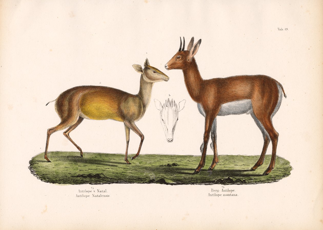 Antilope du Natal et antilope de montagne - Conrad Kull