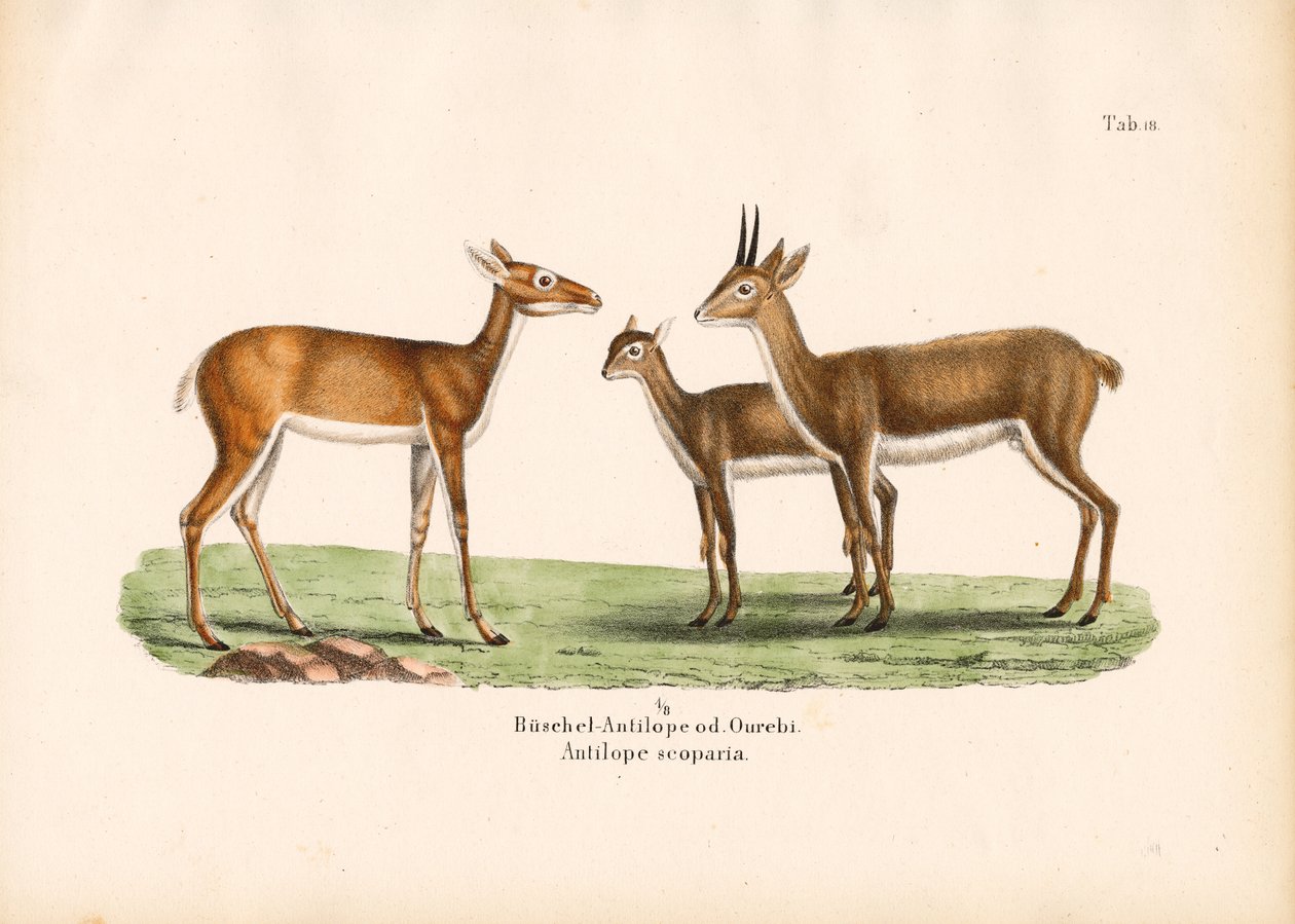 Antilopes Oribi en famille - Conrad Kull