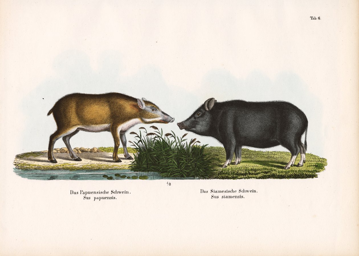 Cochon papou et cochon siamois - Conrad Kull
