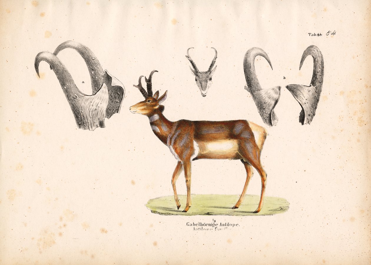 Antilope Pronghorn avec illustrations de cornes - Conrad Kull