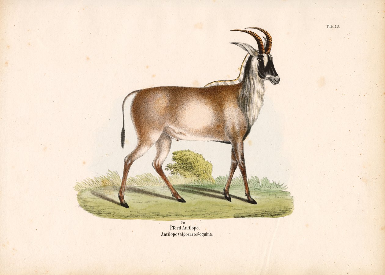 Antilope de Roan - Conrad Kull
