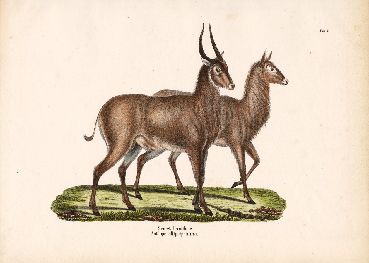 Antilope du Sénégal - Conrad Kull